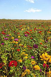 《英雄连3》的叙事重点在美英之间的“竞争”上